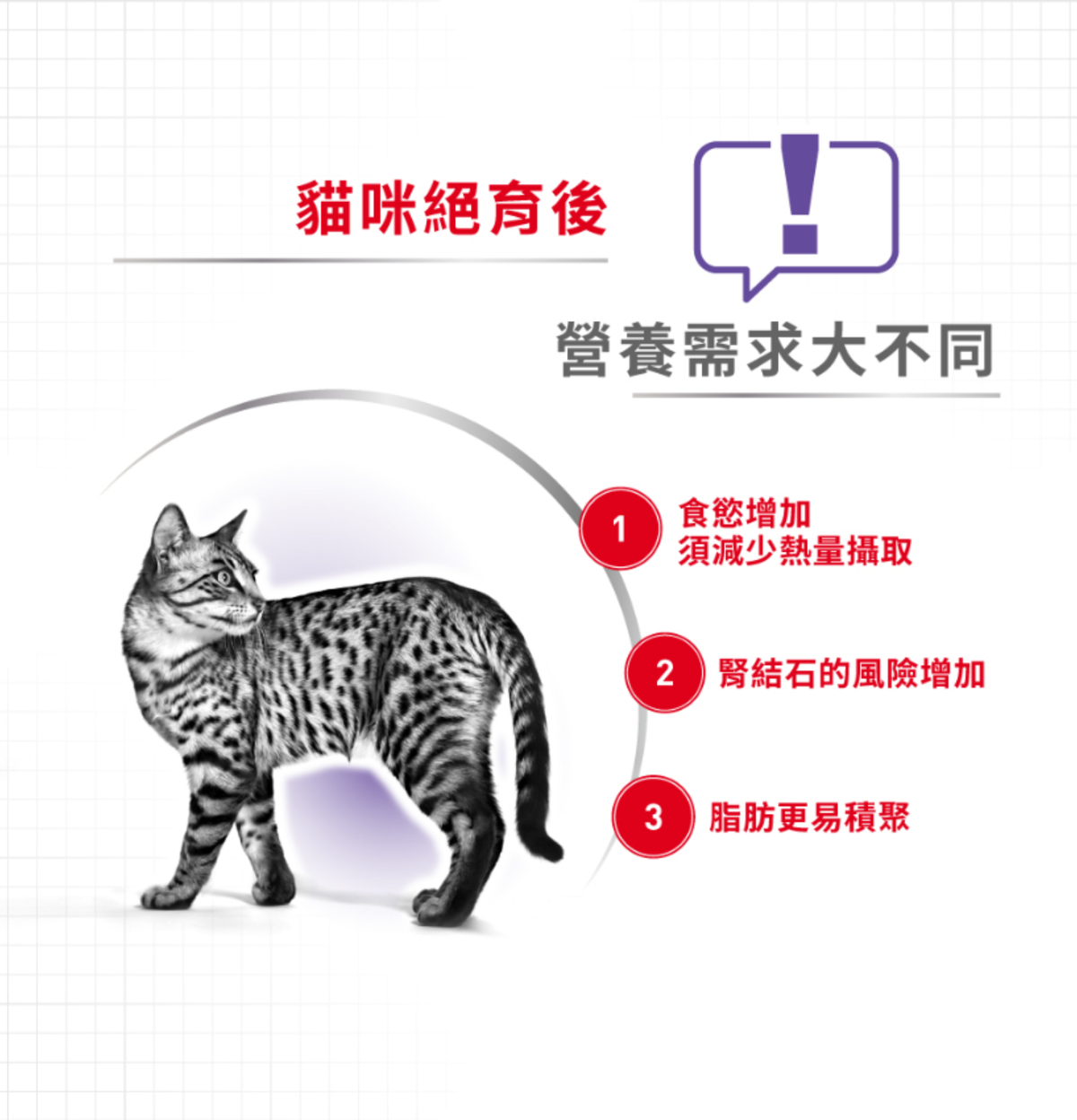 Royal Canin | 絕育成貓營養貓乾糧 10kg