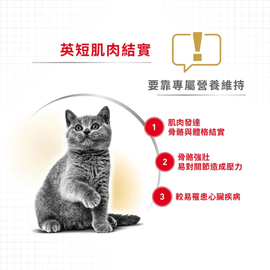 Royal Canin | 英國短毛成貓貓乾糧 2kg