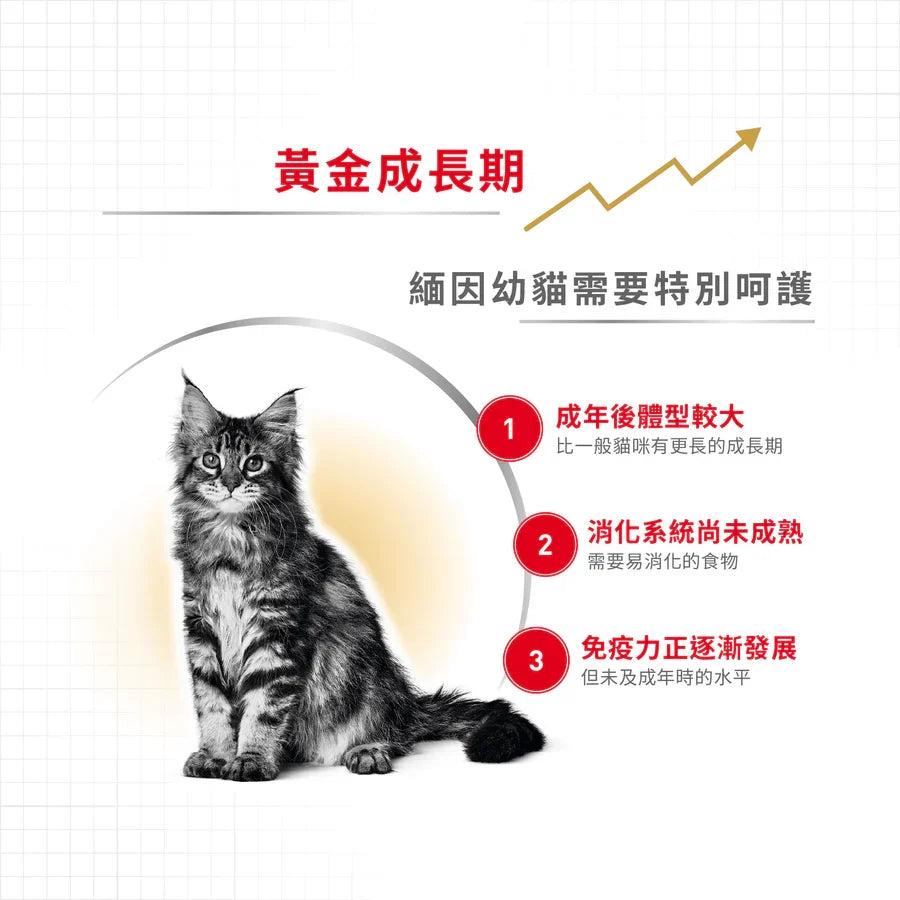 Royal Canin | 緬因幼貓貓乾糧 2kg